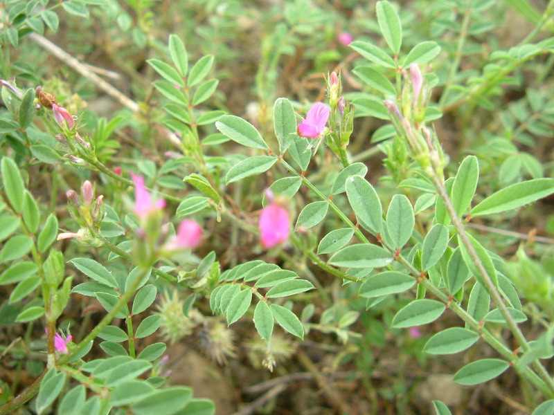 Fiori di greto 3 - Onobrychis cfr. caput-galli